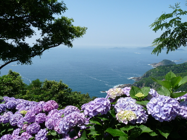 海と紫陽花.JPG